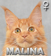 MALINA Special Agent*PL