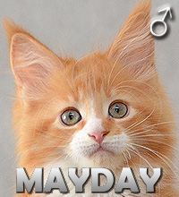 MAYDAY Special Agent*PL