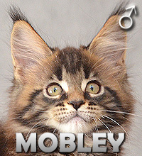 MOBLEY Special Agent*PL