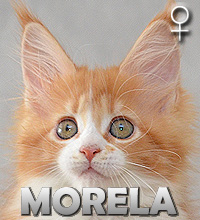 MORELA Special Agent*PL
