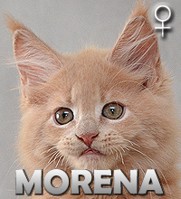 MORENA Special Agent*PL