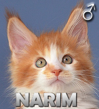 NARIM Special Agent*PL