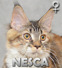 NESCA Special Agent*PL