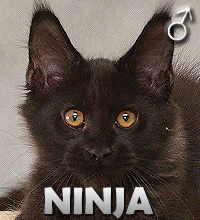 NINJA Special Agent*PL