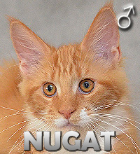 NUGAT Special Agent*PL