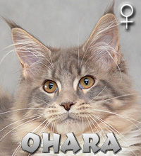 OHARA Special Agent*PL