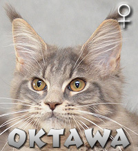 OKTAWA Special Agent*PL