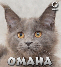 OMAHA Special Agent*PL