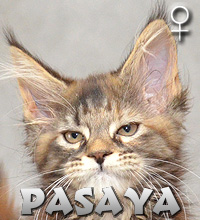PASAYA Special Agent*PL