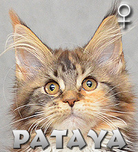PATAYA Special Agent*PL