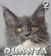 QUANTA Special Agent*PL