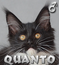 QUANTO Special Agent*PL