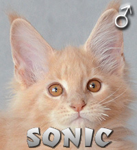 SONIC Special Agent*PL