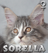 SORELLA Special Agent*PL