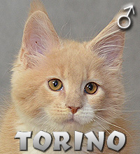 TORINO