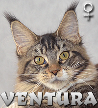 VENTURA Special Agent*PL