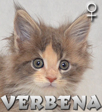 VERBENA Special Agent*PL