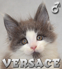 VERSACE Special Agent*PL