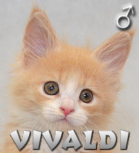 VIVALDI Special Agent*PL