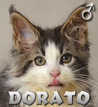 DORATO Special Agent*PL