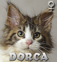 DORCA Special Agent*PL