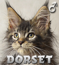 DORSET Special Agent*PL