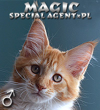 Magic Special Agent*PL