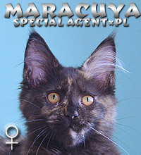 Maracuya Special Agent*PL