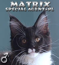 Matrix Special Agent*PL