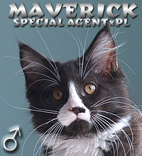 Maverick Special Agent*PL