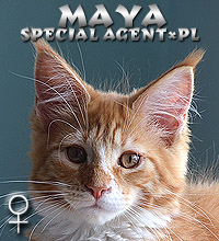 Maya Special Agent*PL