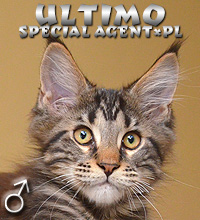 ULTIMO Special Agent*PL