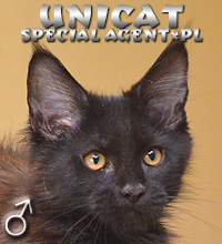 TOFFU Special Agent*PL