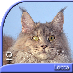 LOCCA Special Agent*PL