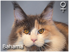BAHAMA SpecialAgent*PL