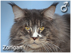 Zorigan Special Agent *PL